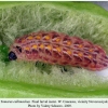 tomares callimachus novorossiysk larva5